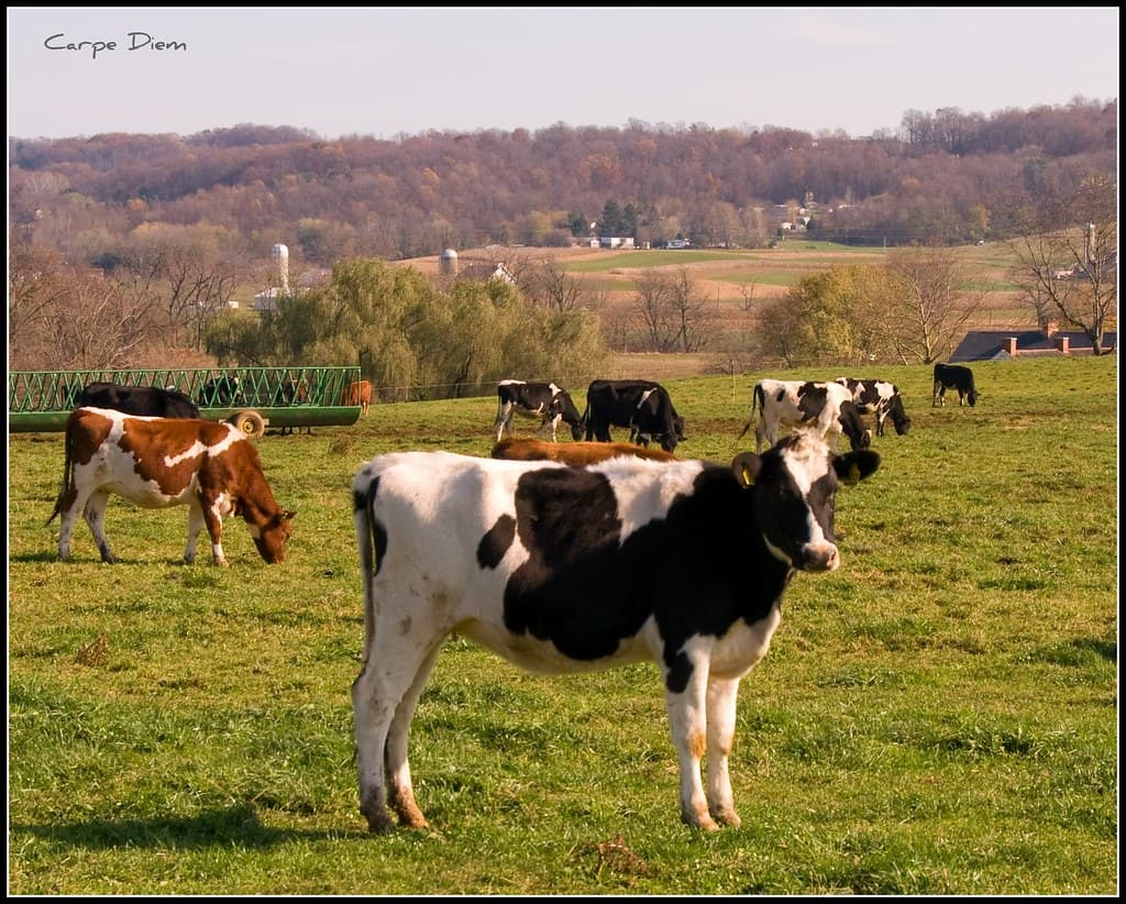 Cattle on farm