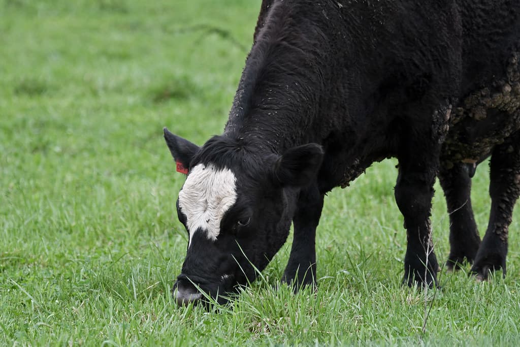 Pennsylvania cattle farmer