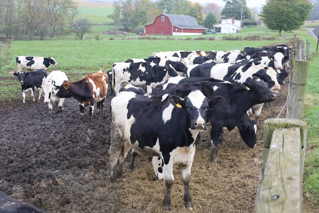 Pennsylvania family farm