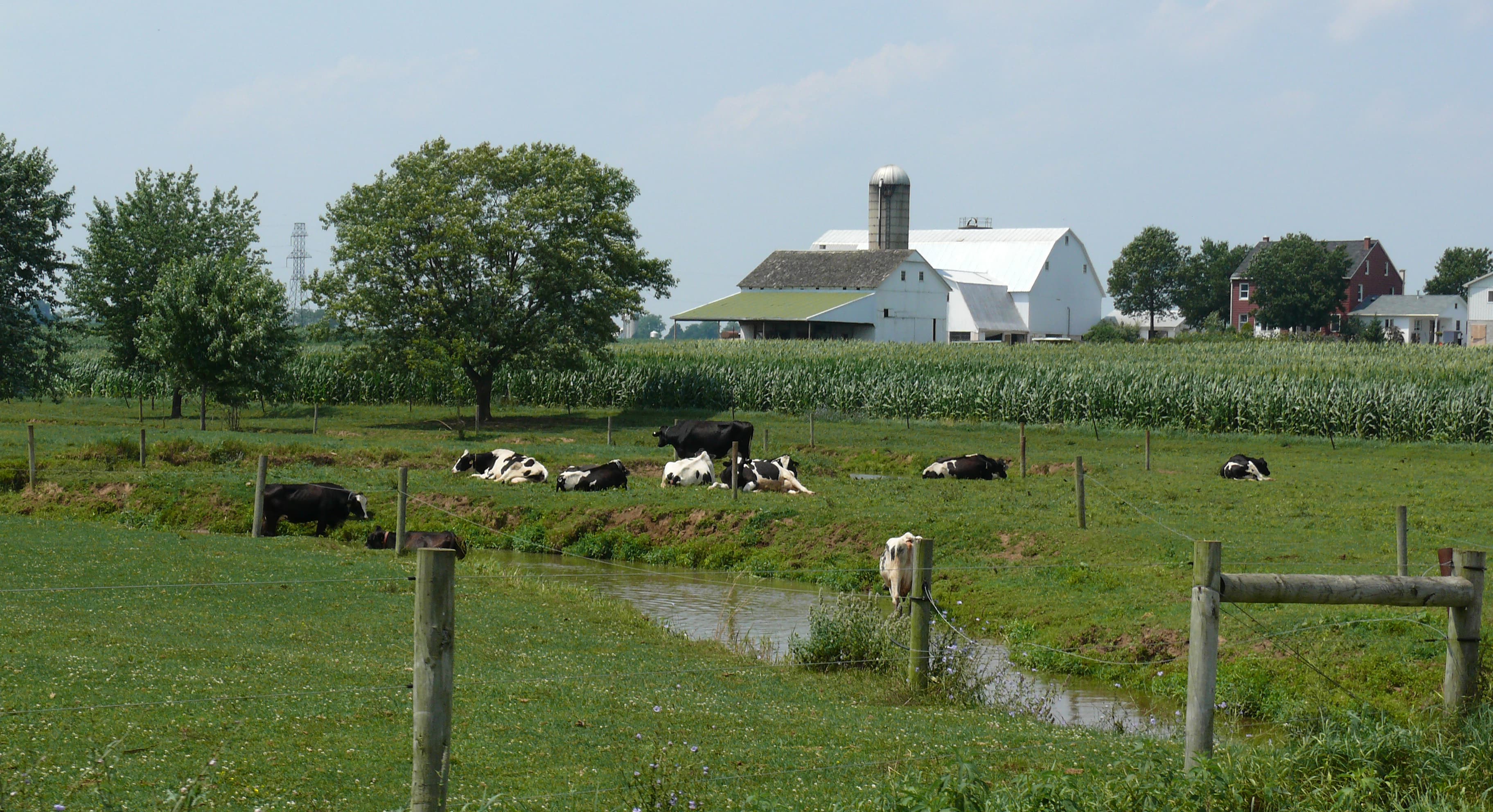 Farmer with cattle