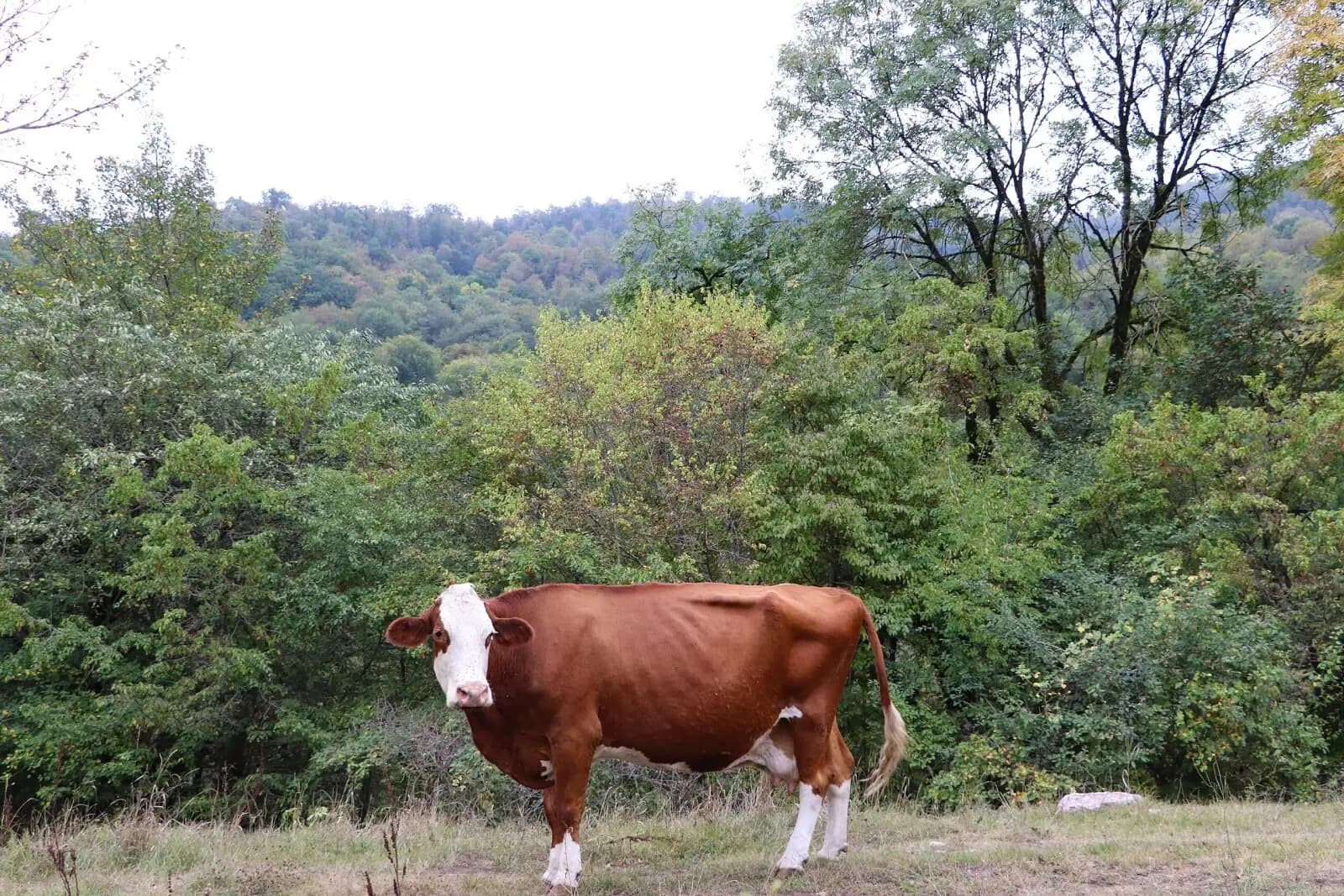 Beef brisket and ribs
