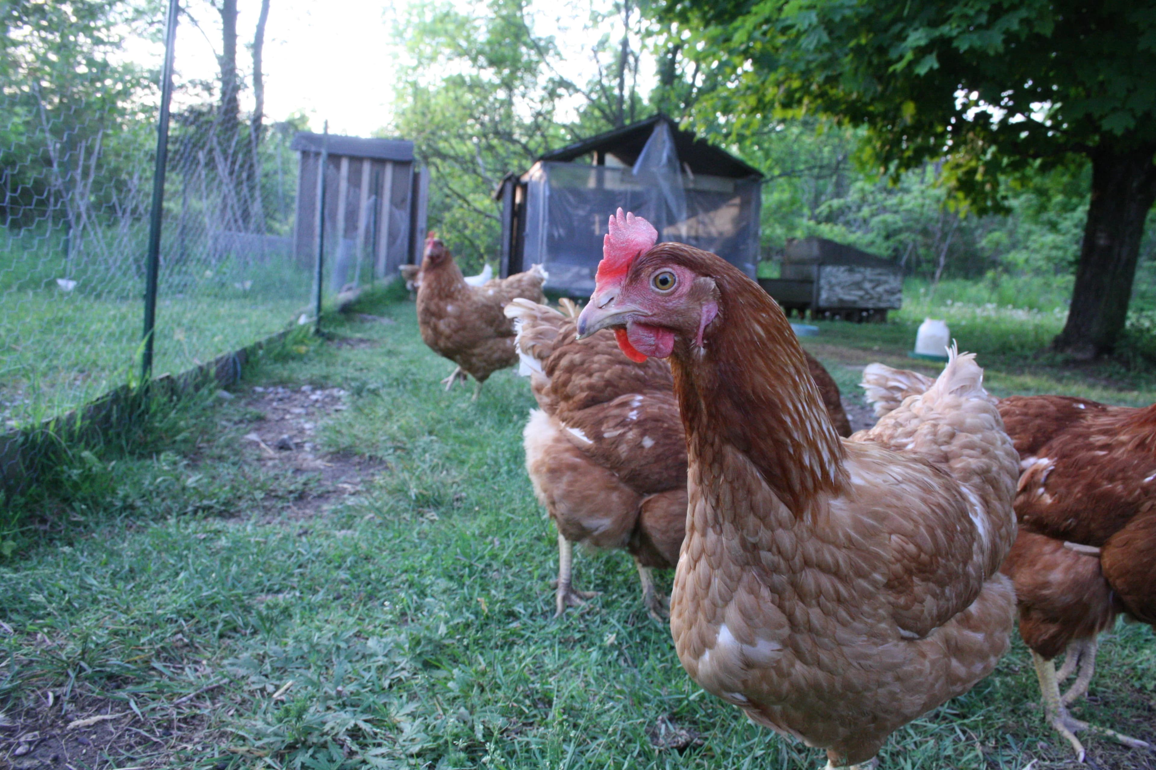 Dozen Eggs image 2