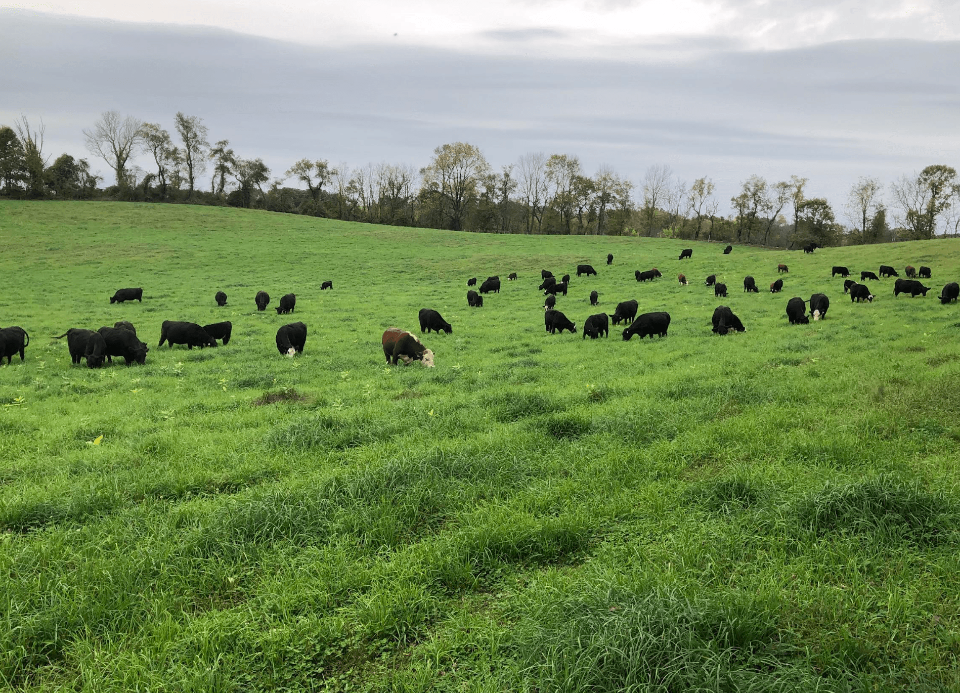 Full Beef Share (Pick Up Only) image 2