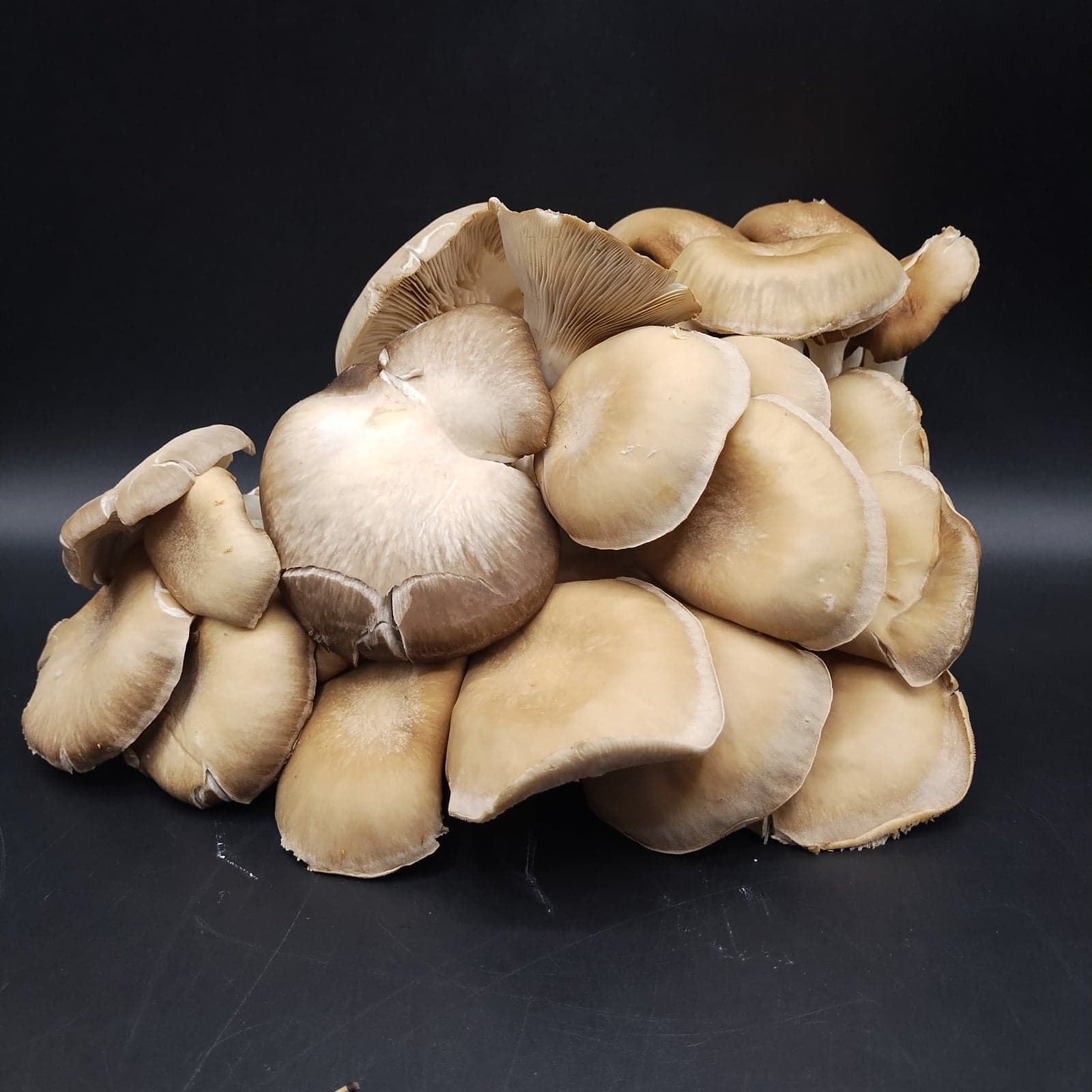 Black Pearl Mushroom image 2