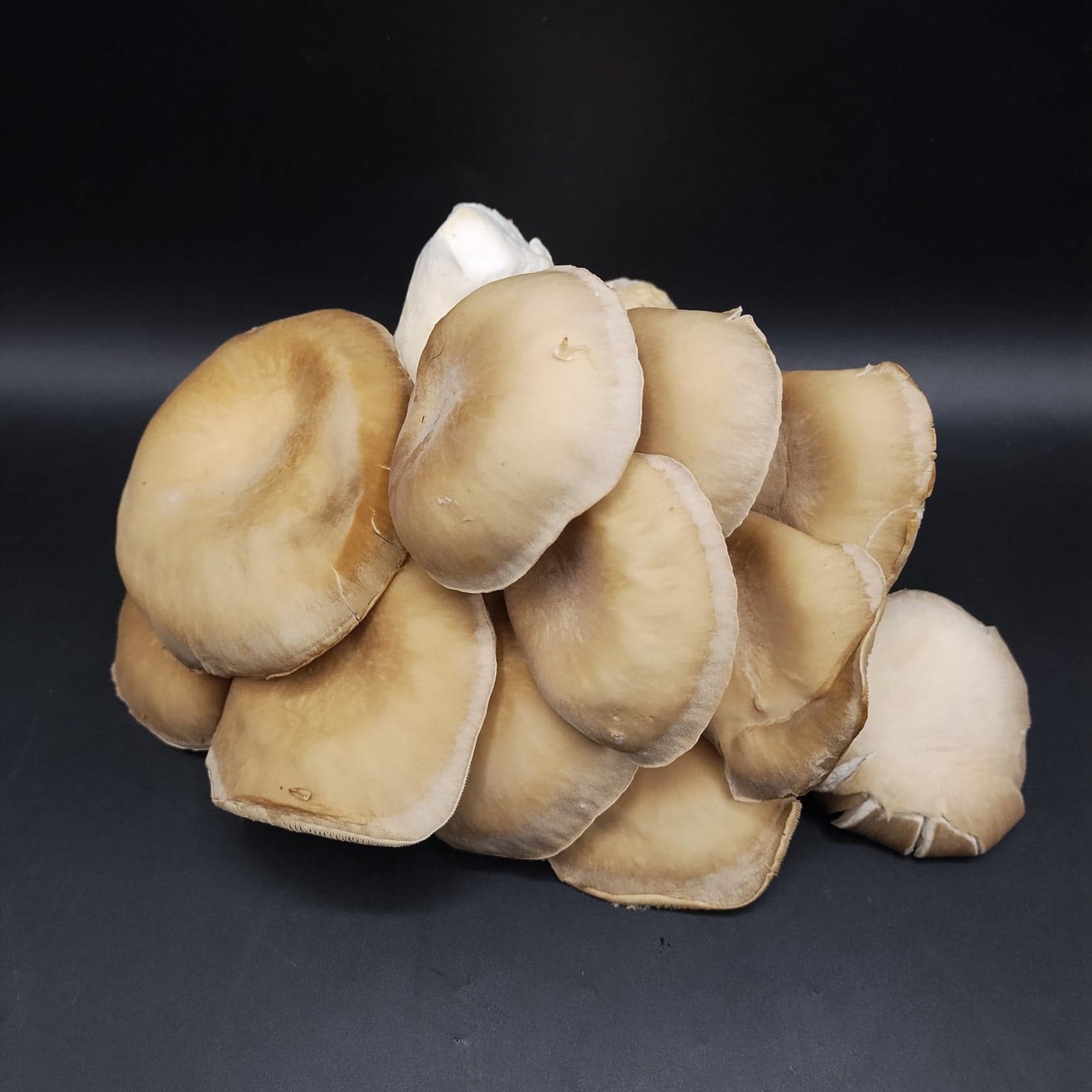 Black Pearl Mushroom