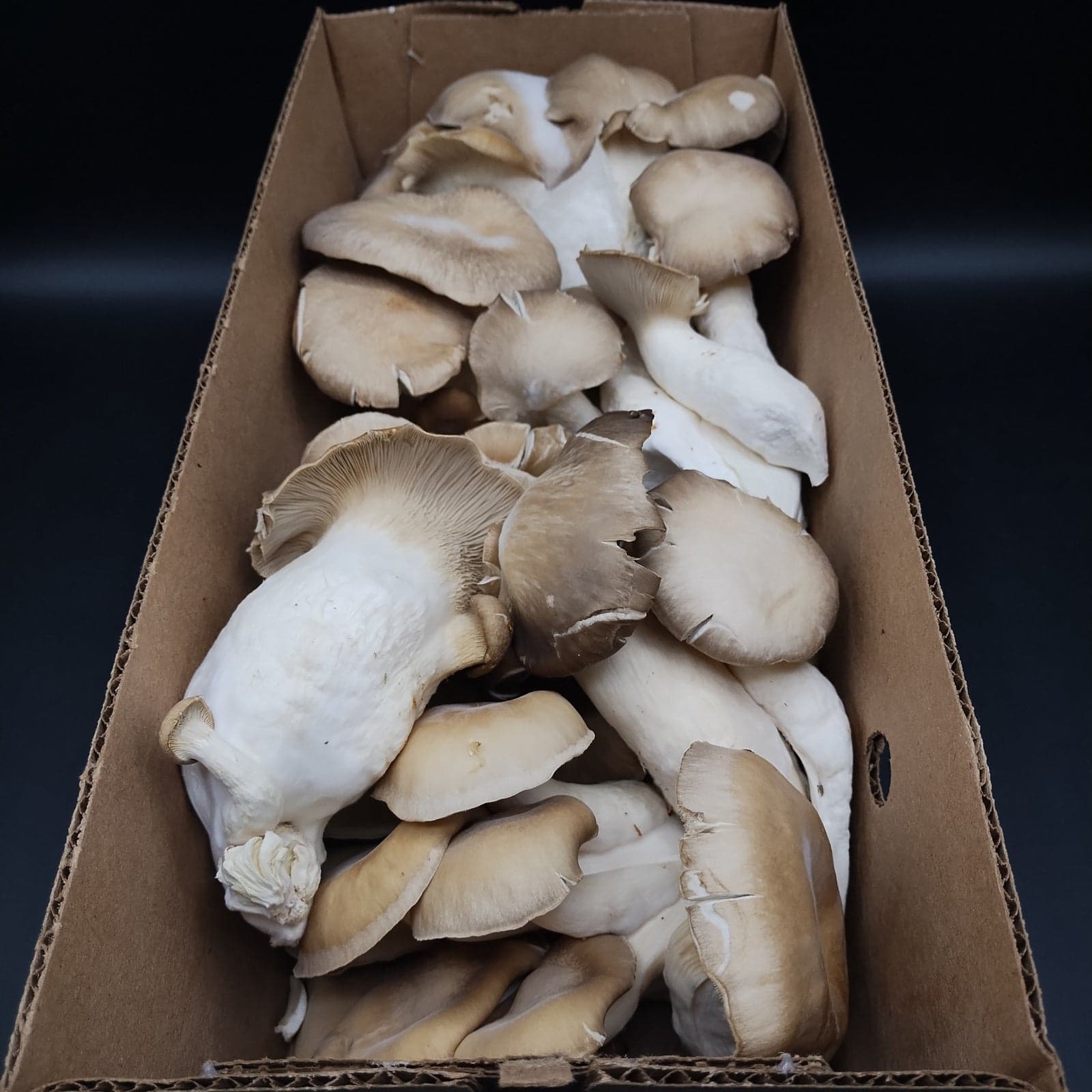 Black Pearl Mushroom image 3