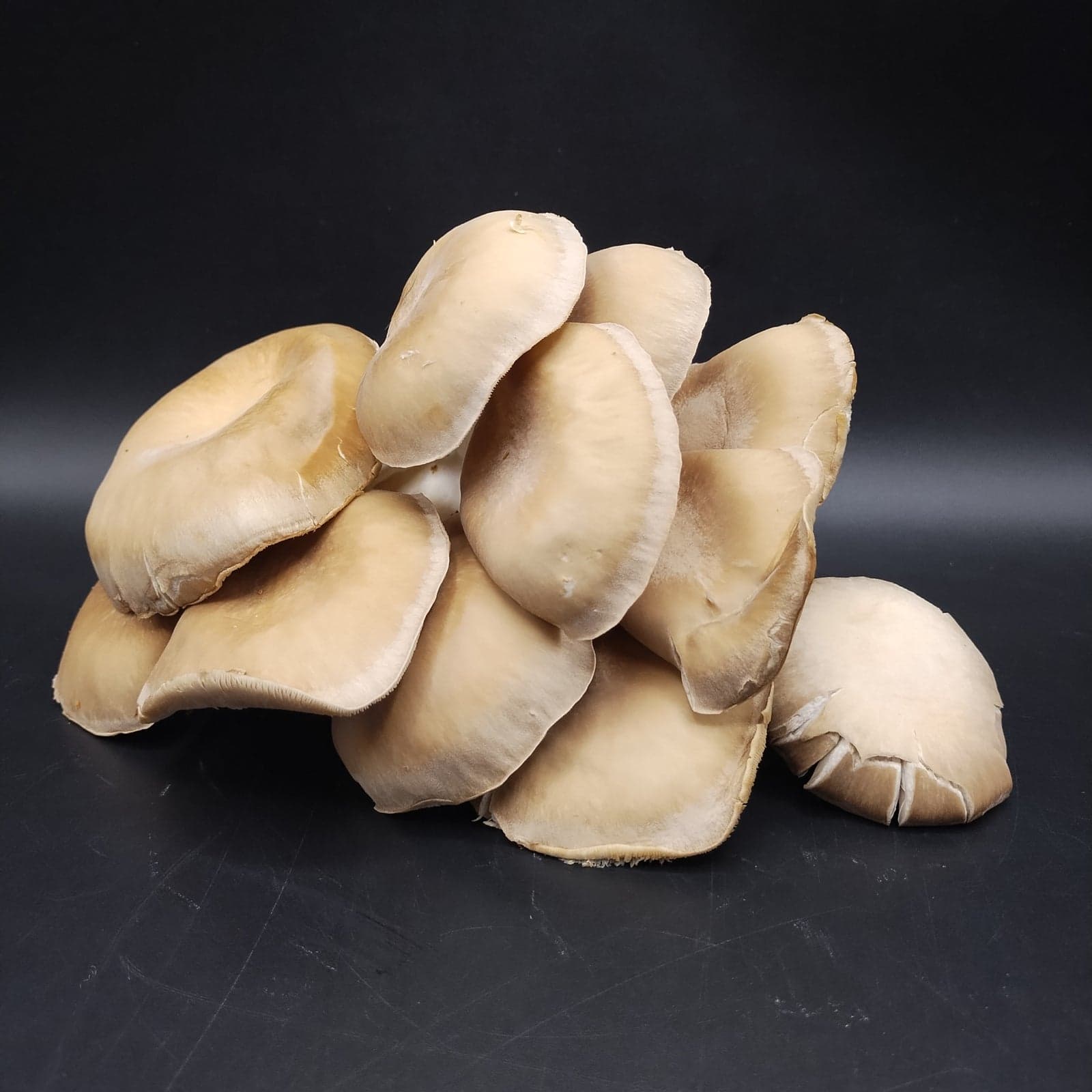 Black Pearl Mushroom image 4