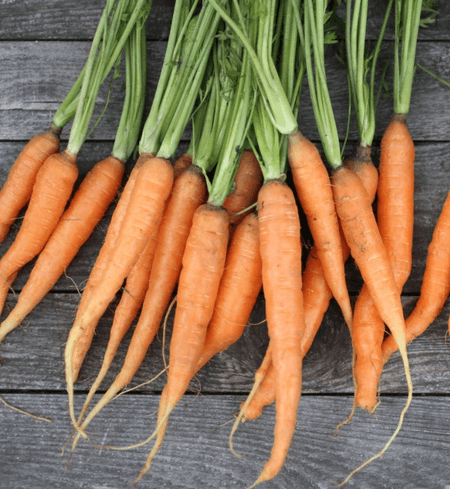 Carrots (Bunched)