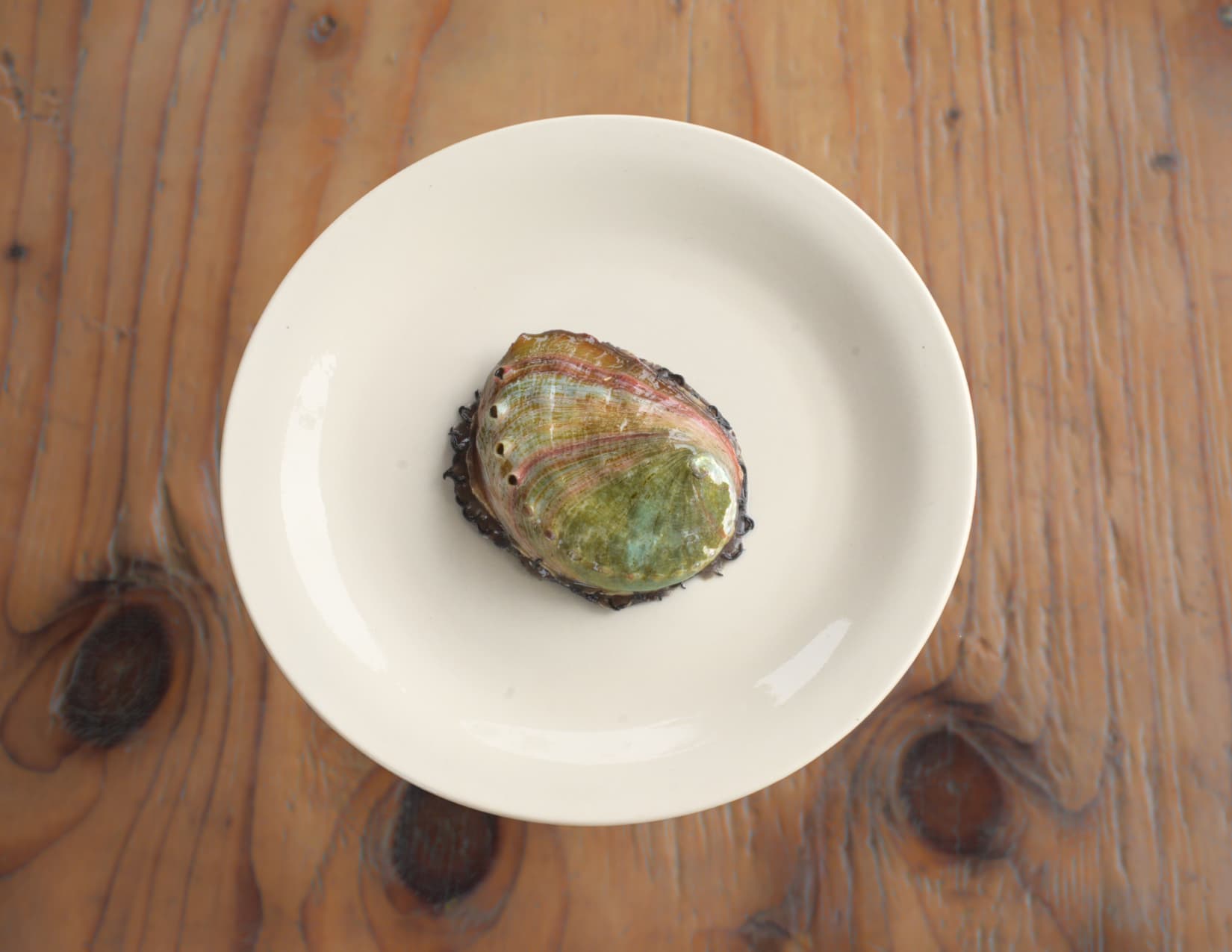 Piccolo Abalone 4 Pack (local)
