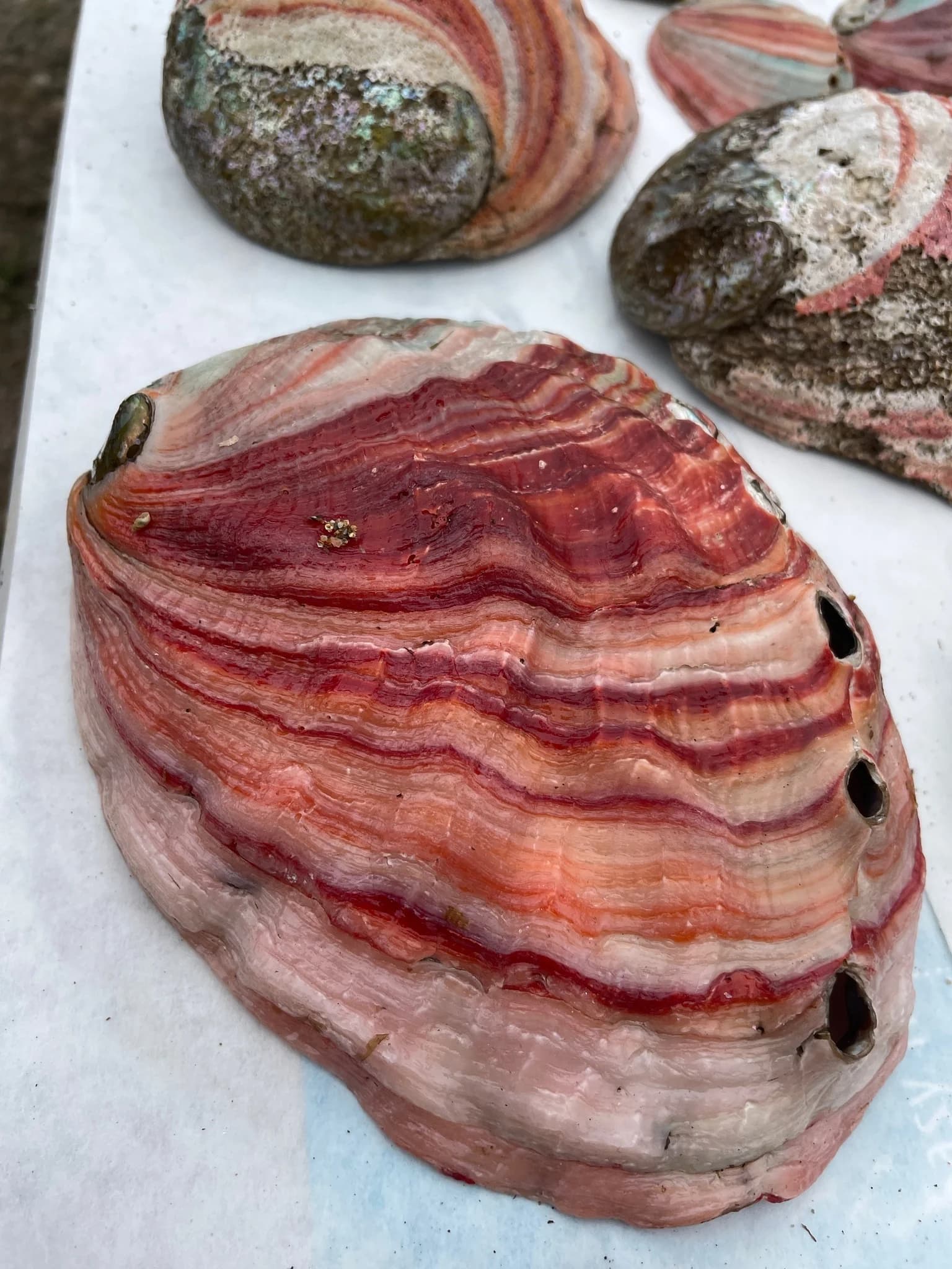 Large Polished Abalone Shell