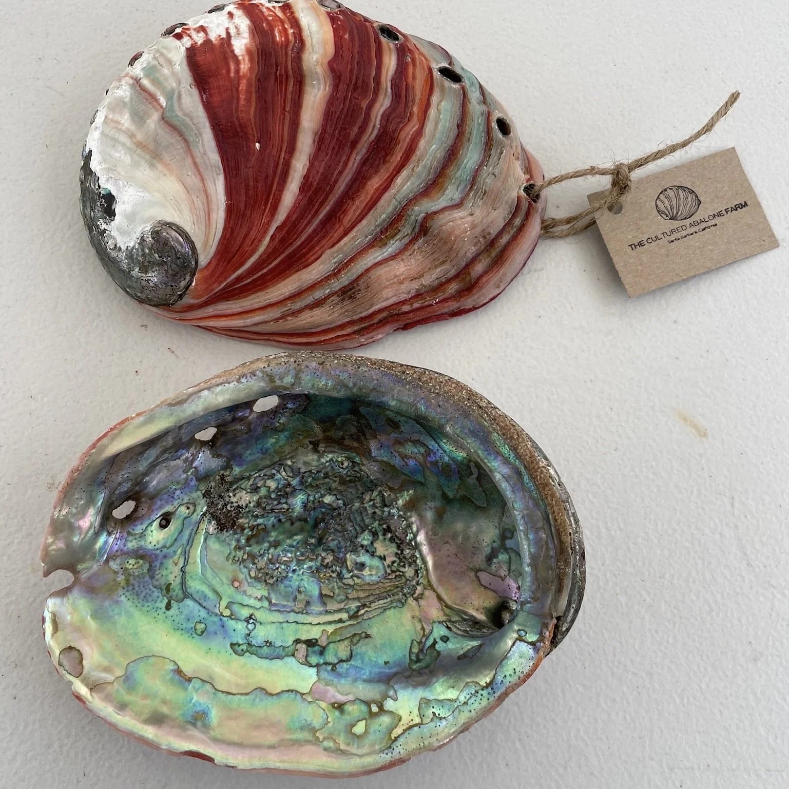Large Polished Abalone Shell image 3