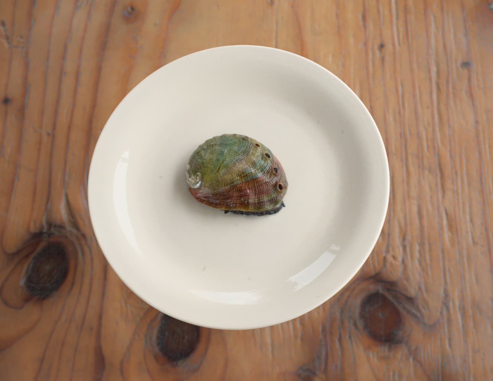 Standard Abalone 20 Pack