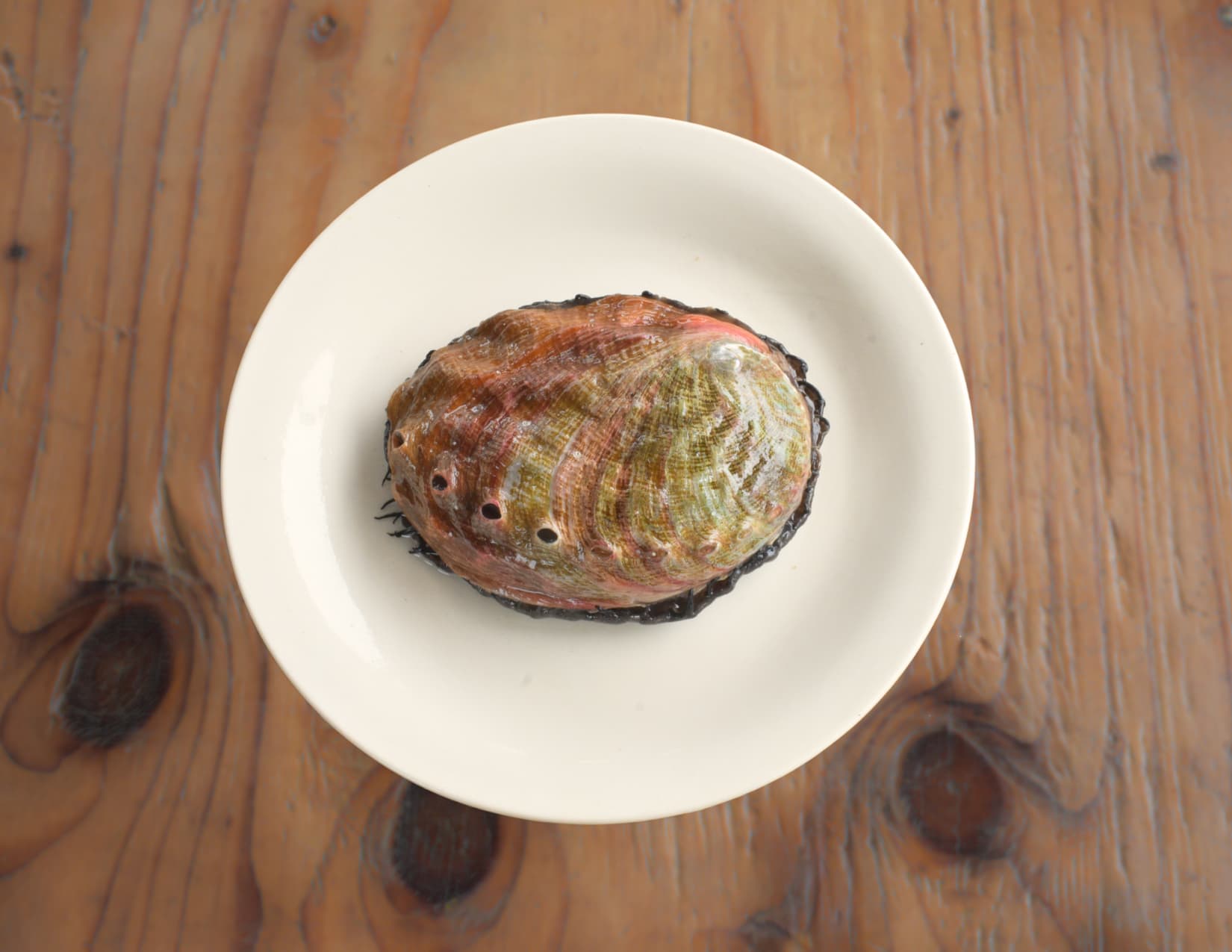 Imperial Abalone