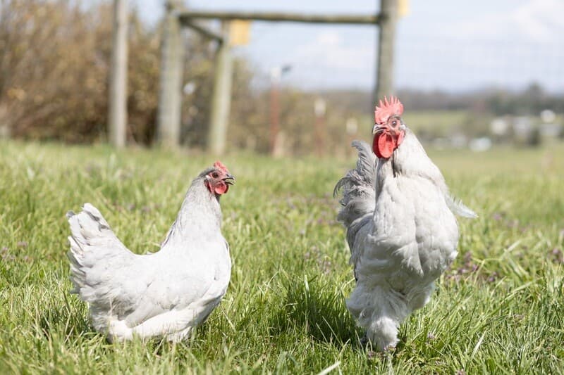Lavender Orpingtons Chicks - Female
