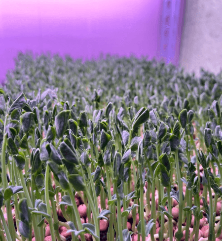 PEA SHOOTS