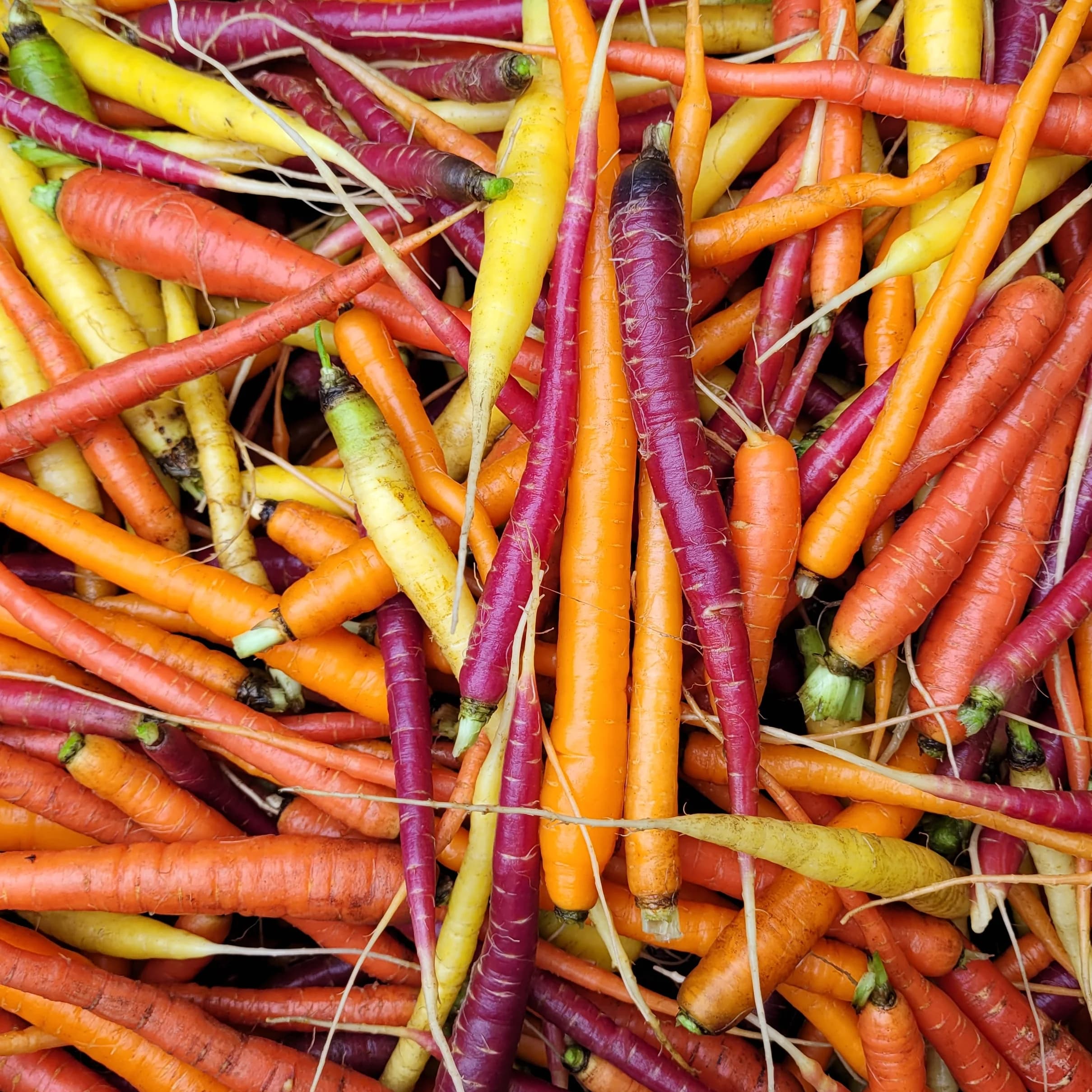 Carrots (Rainbow) - Pints