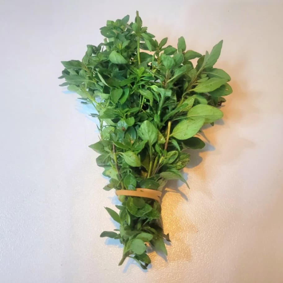 Oregano