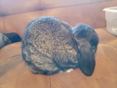 Mini Lops image 5