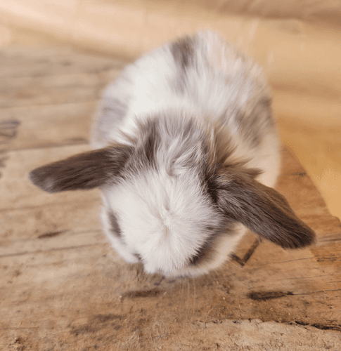 Mini Lops
