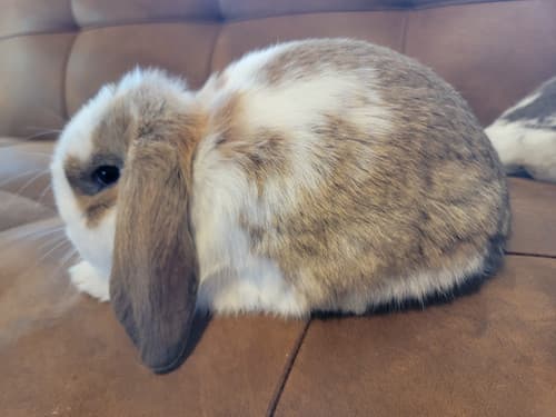 Mini Lops image 4