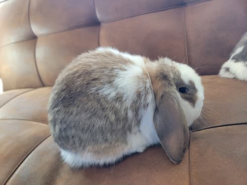 Mini Lops image 3