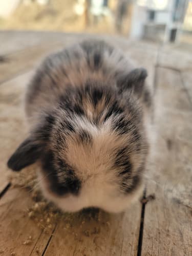 Mini Lops image 2