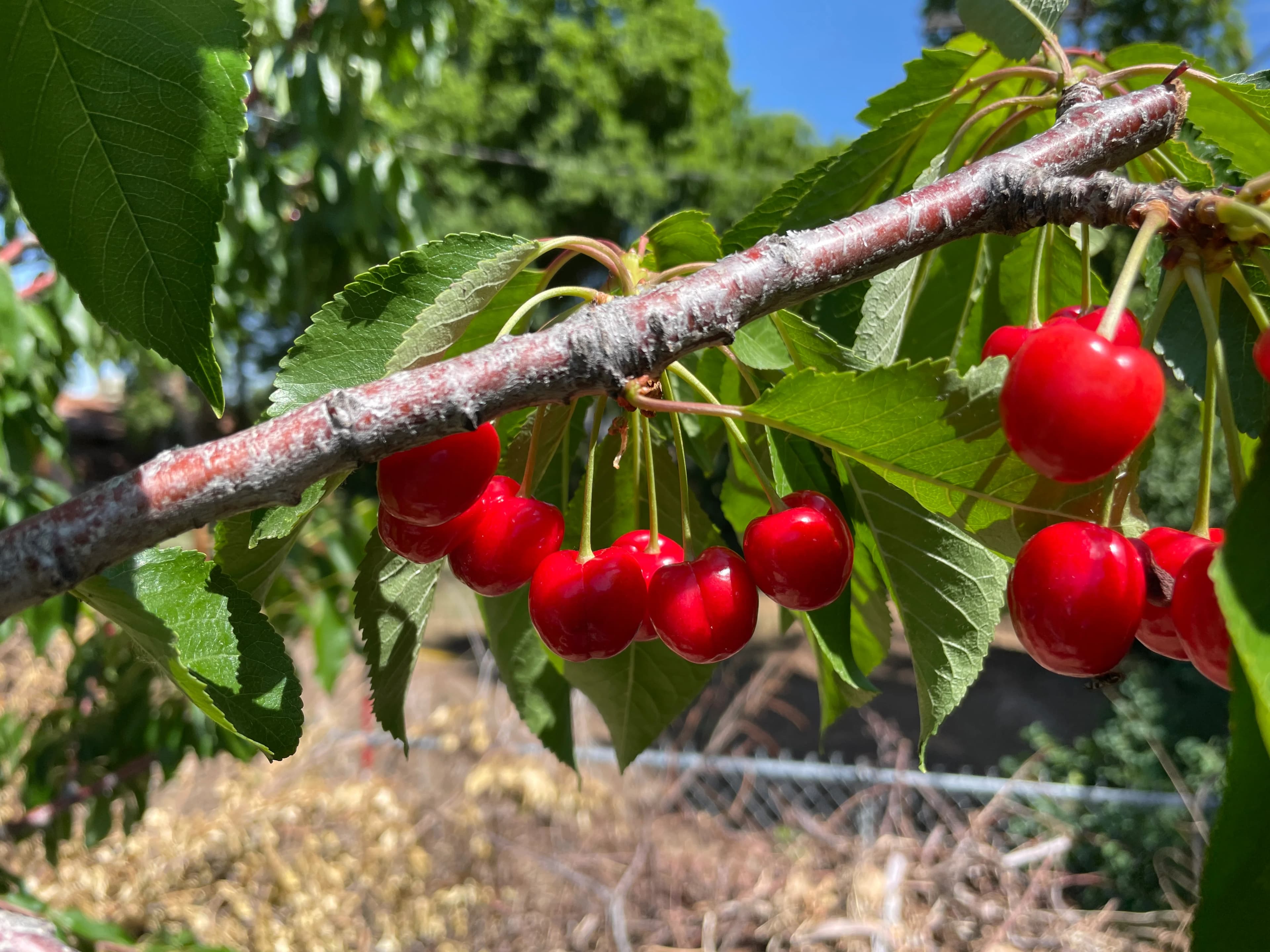 Cherries (Sweet) (per lb) image 2