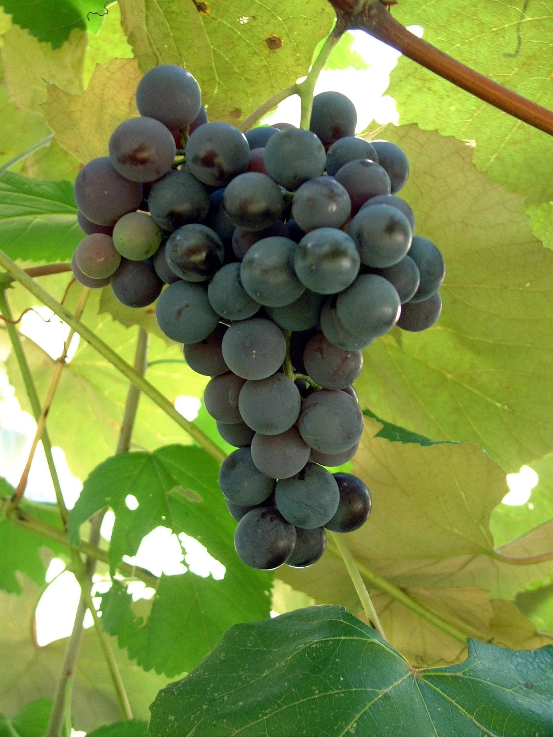 Grapes (per lb) image 2