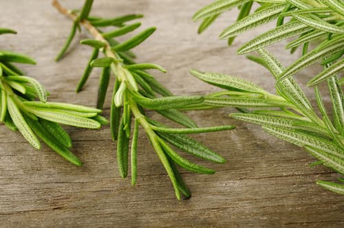 Rosemary Tincture (1 oz) image 2