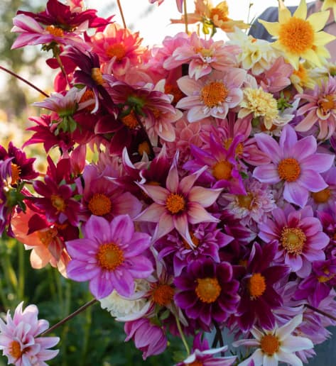 Floret Dahlia Mystery pack 5 image 2