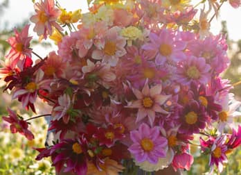 Floret Dahlia Mystery pack 5