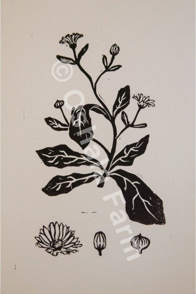 Calendula Block Print