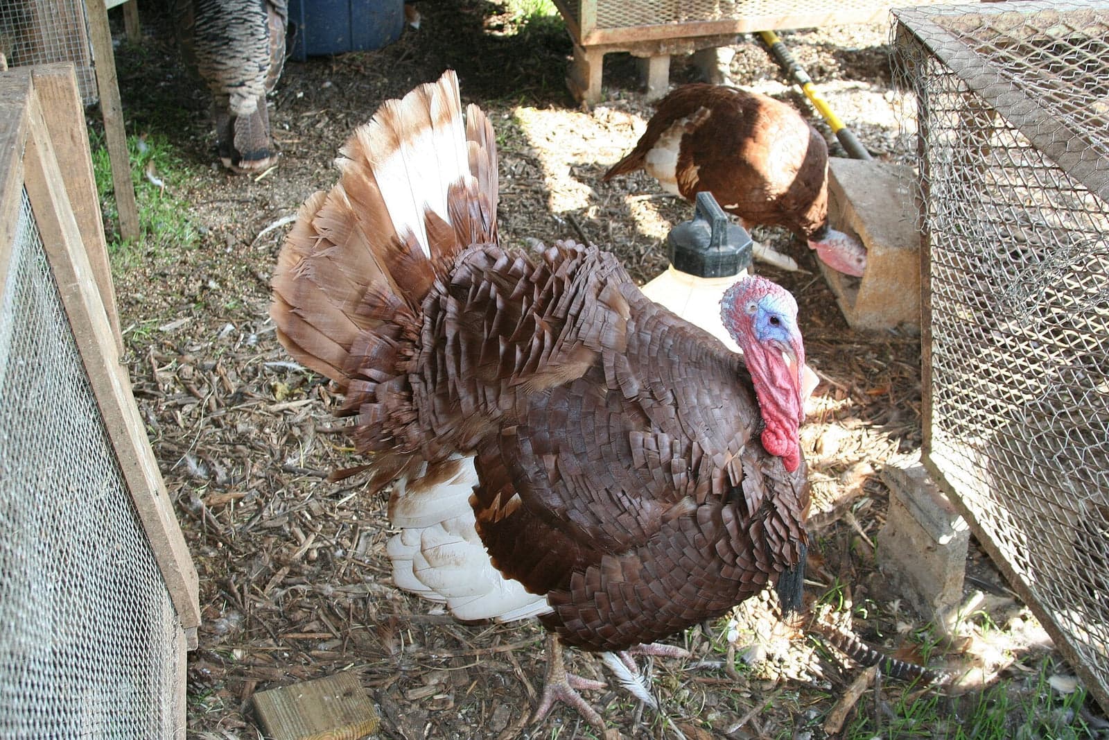 Turkey Reservation, November 2027