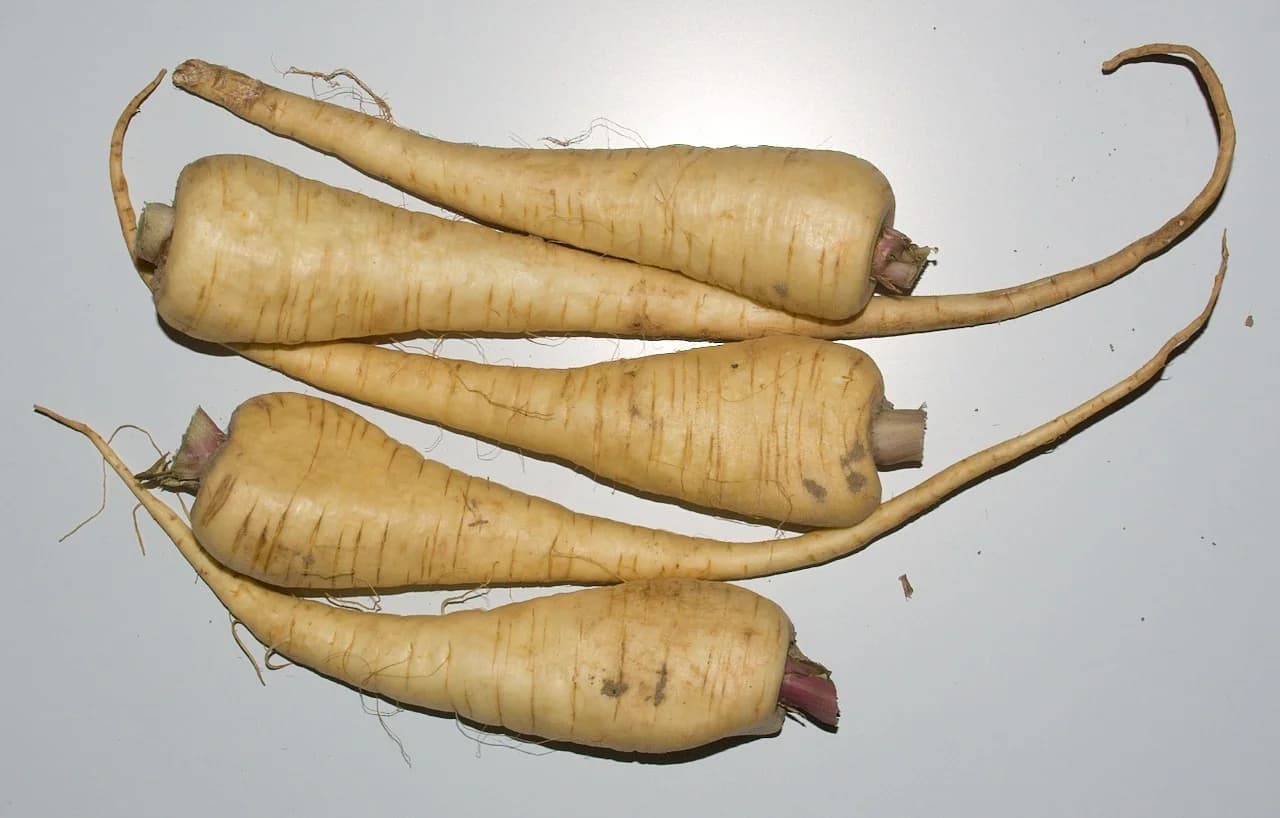 Parsnip image 2