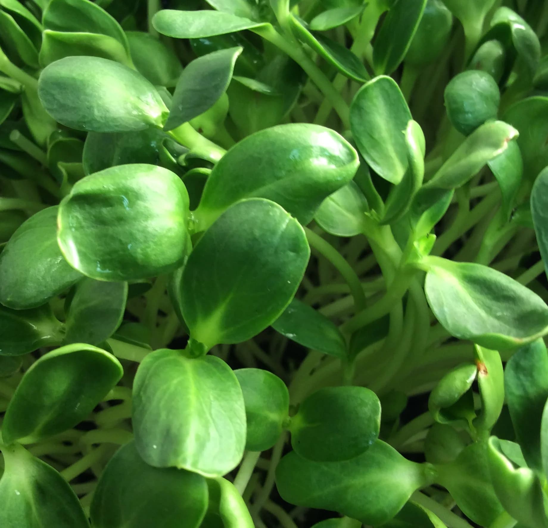 Micro greens, Sunflower Shoots