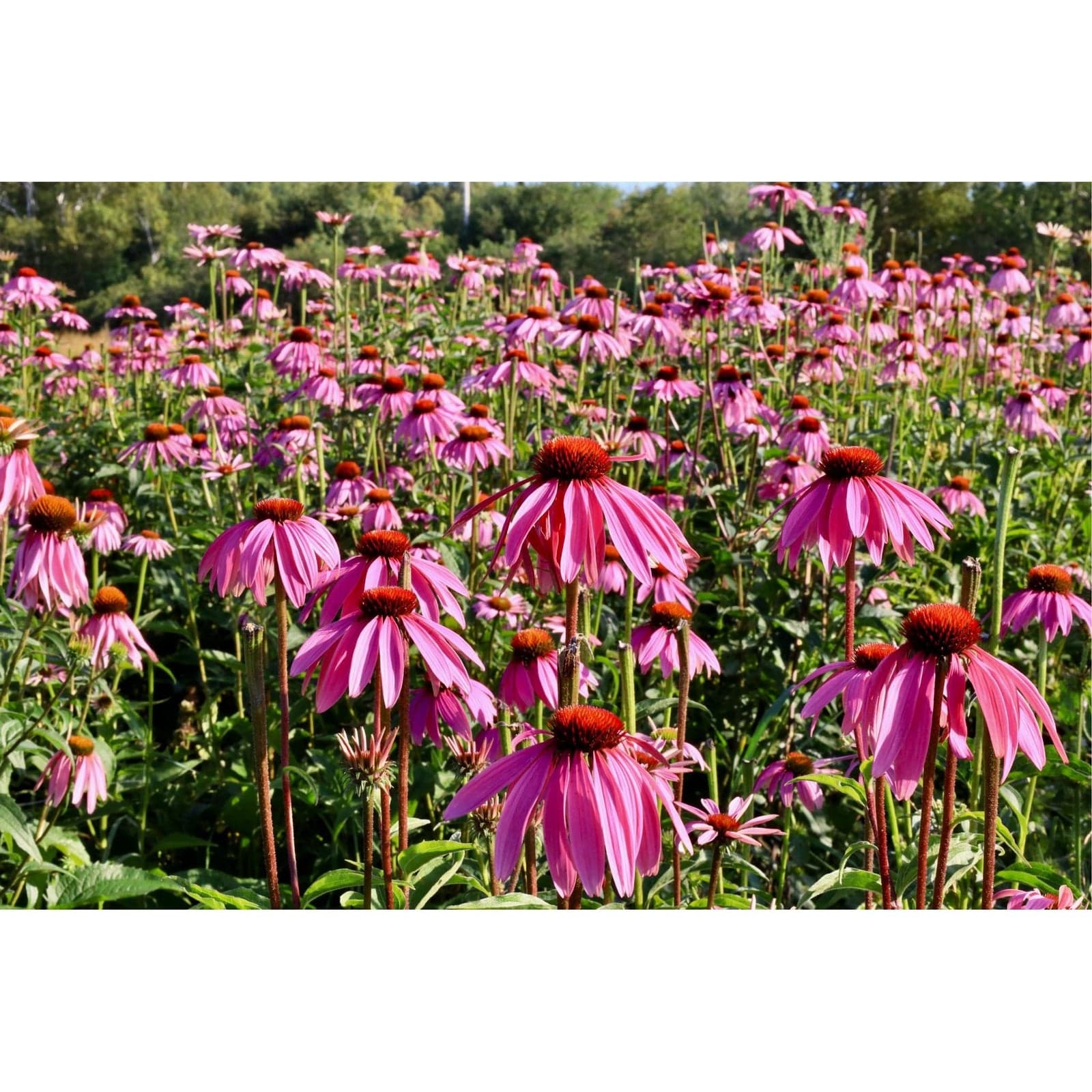 Organic Echinacea Purpurea Fresh Flower image 3