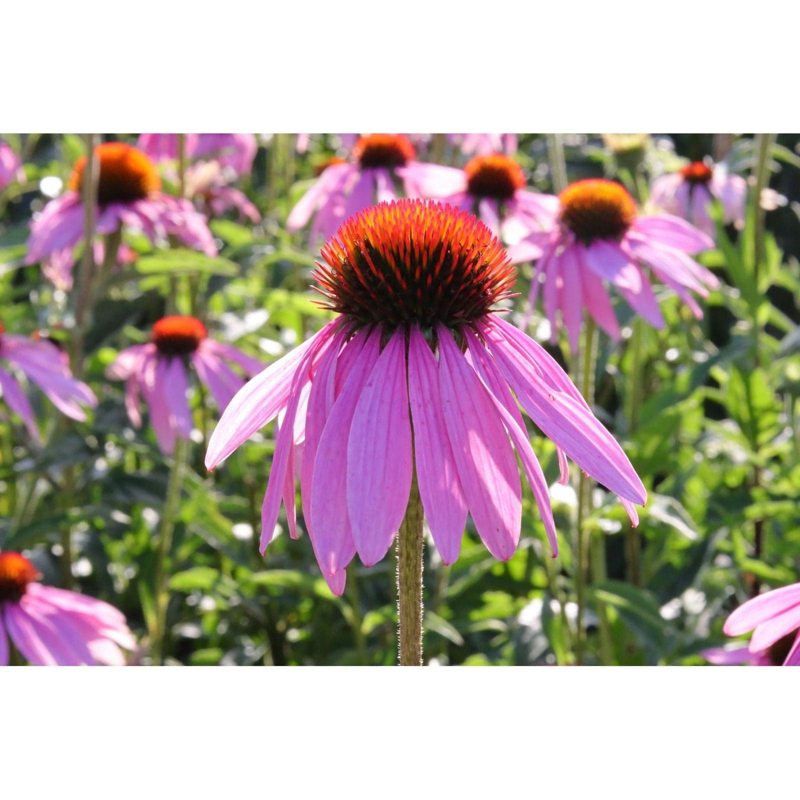 Organic Echinacea Purpurea Fresh Flower image 4