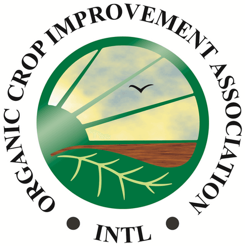 Organic Epazote Seeds image 2
