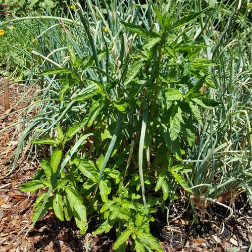Organic Epazote Seeds