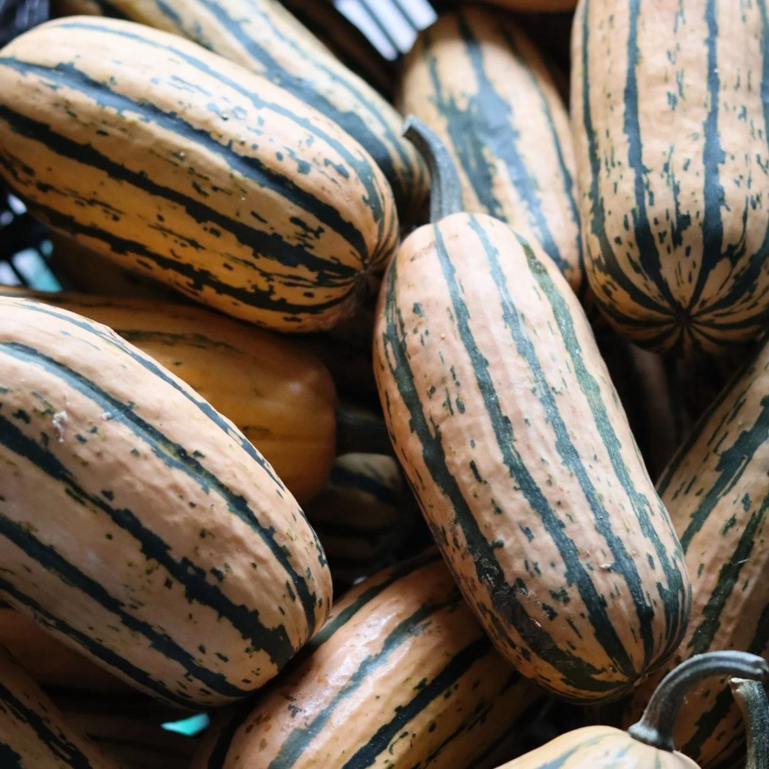Delicata Squash / 1-2lb. squash