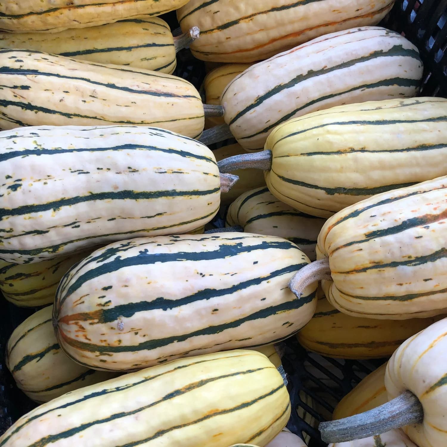 Delicata Squash / 1-2lb. squash image 2