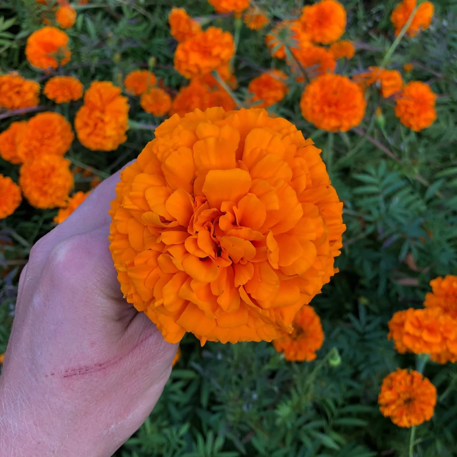 Marigold Bouquet image 2