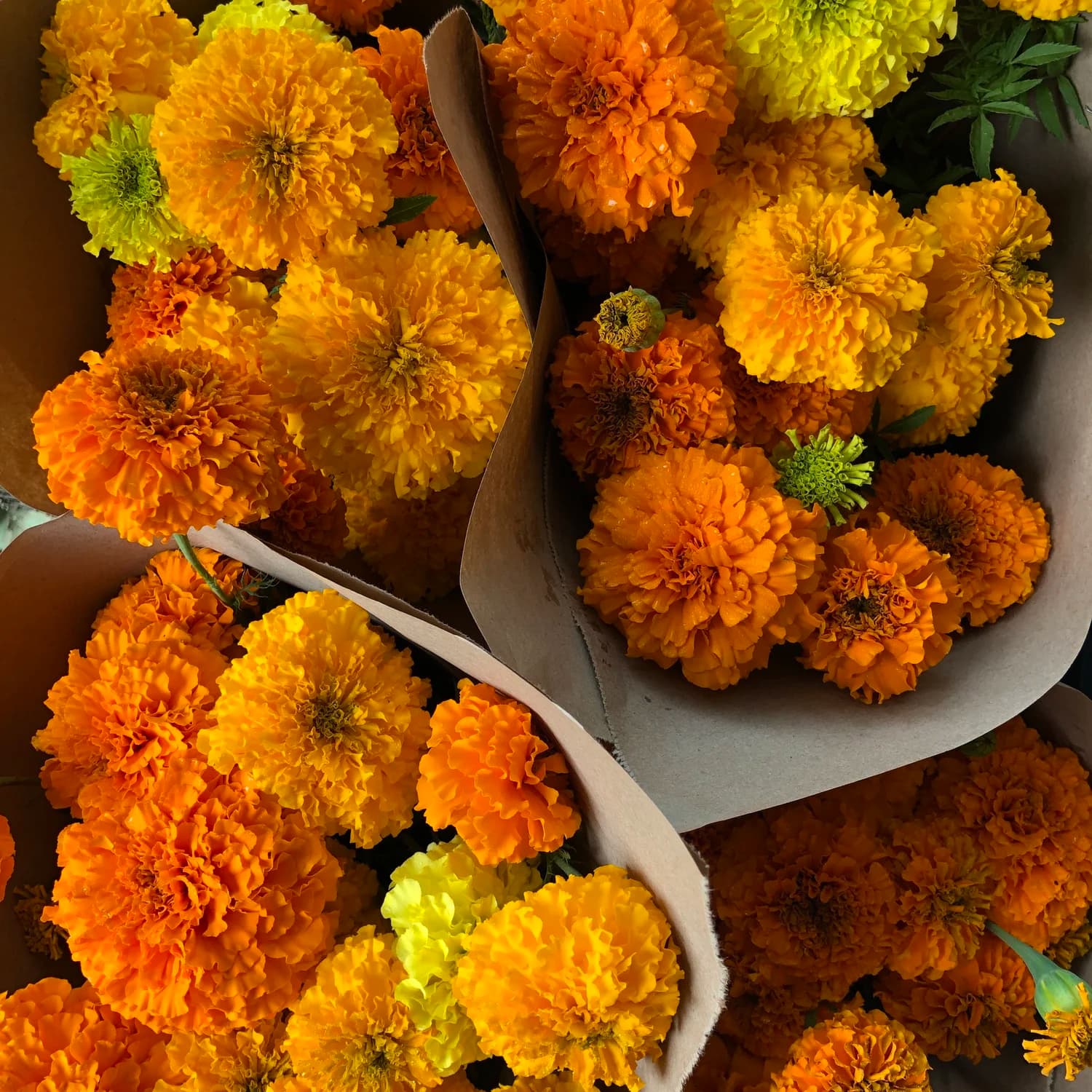Marigold Bouquet