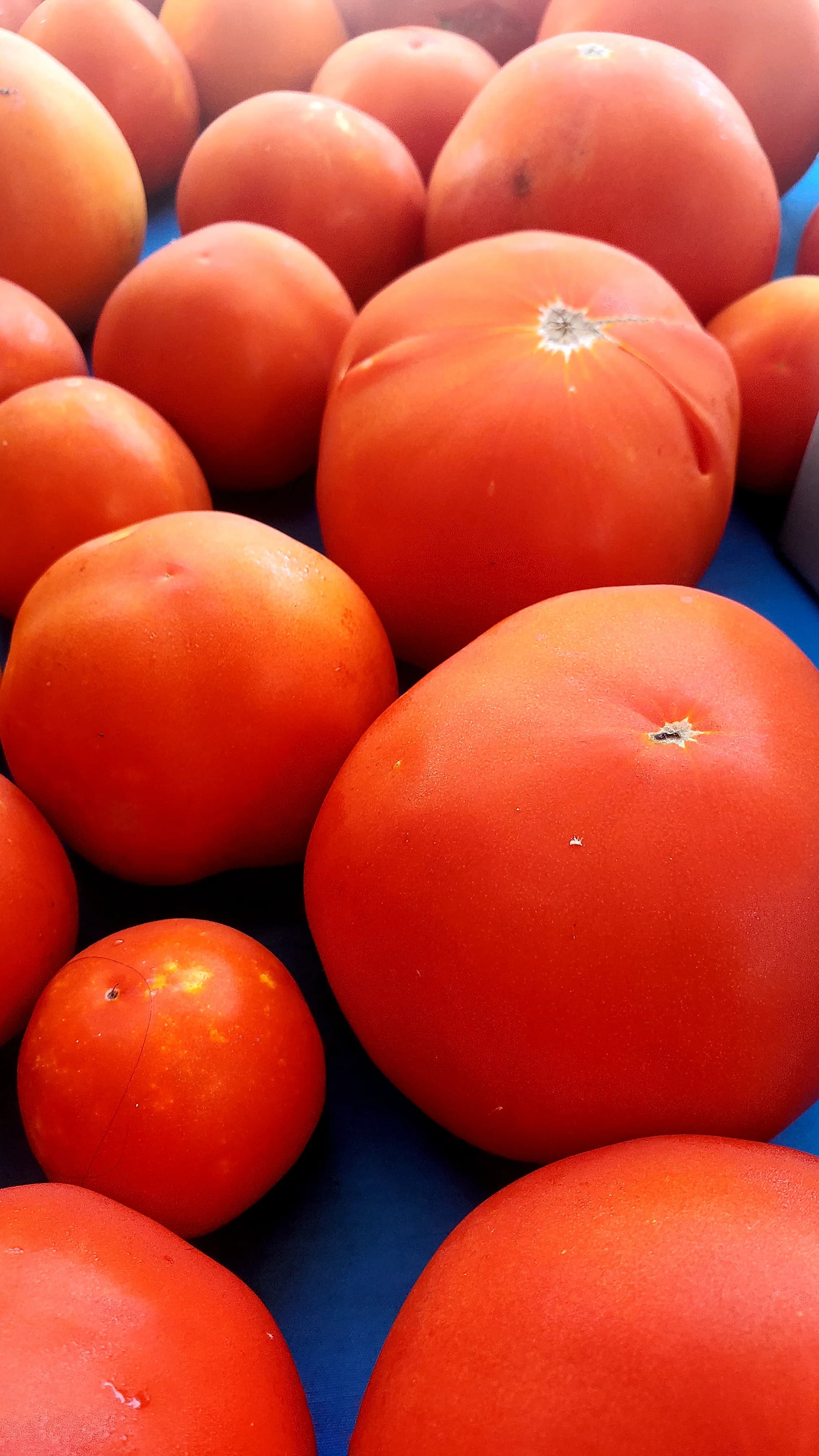Tomato - Slicer (1lb) image 2