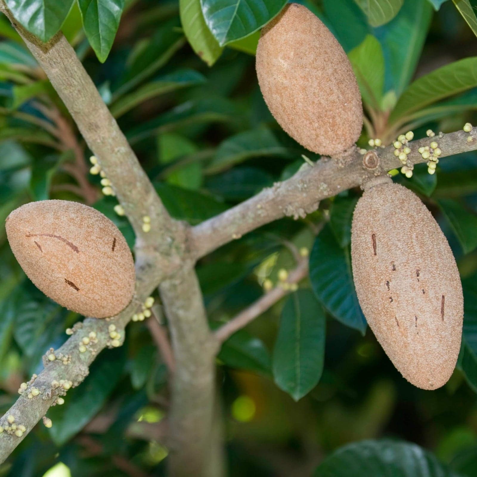 Mamey Sapote image 4