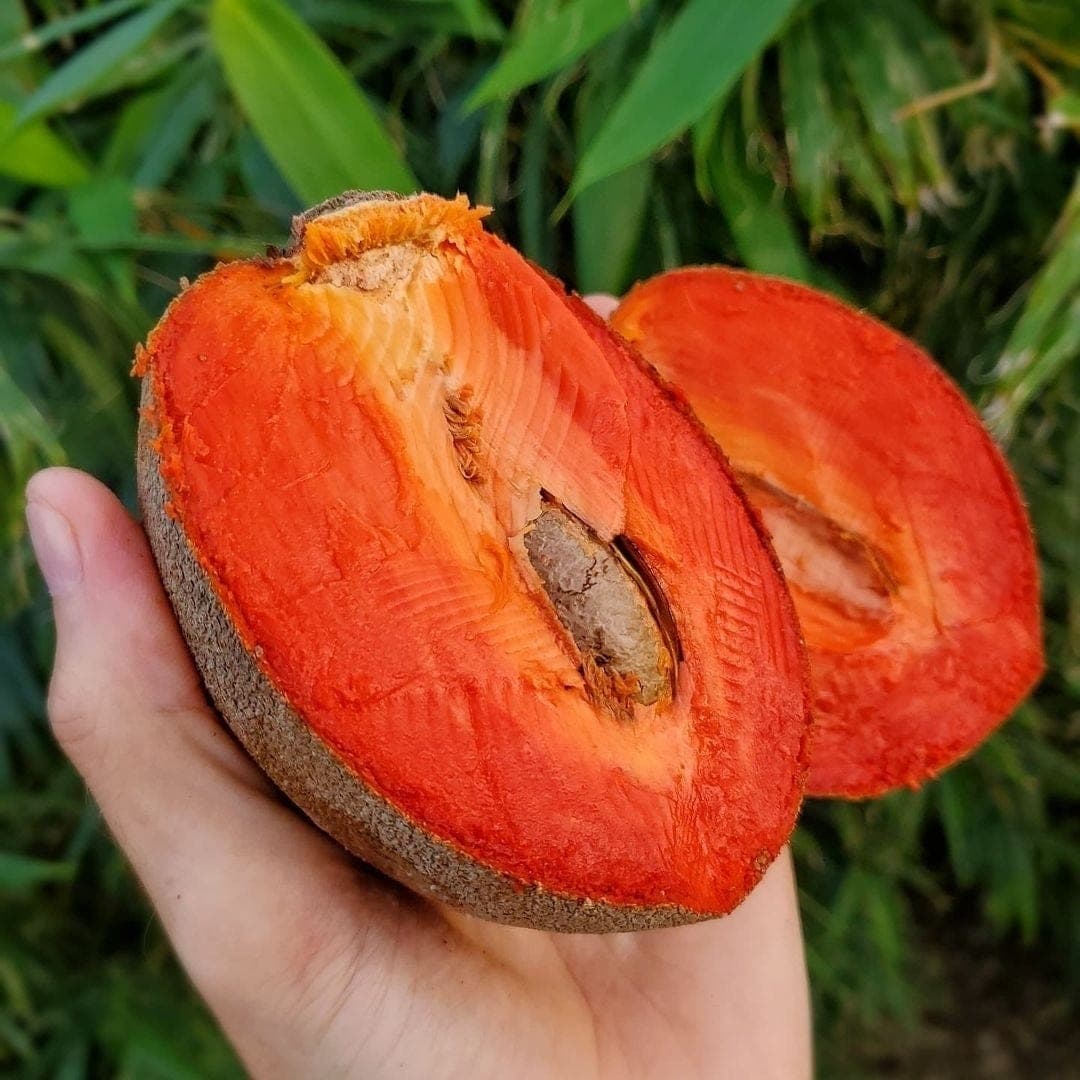 Mamey Sapote