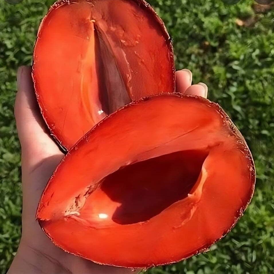 Mamey Sapote image 3