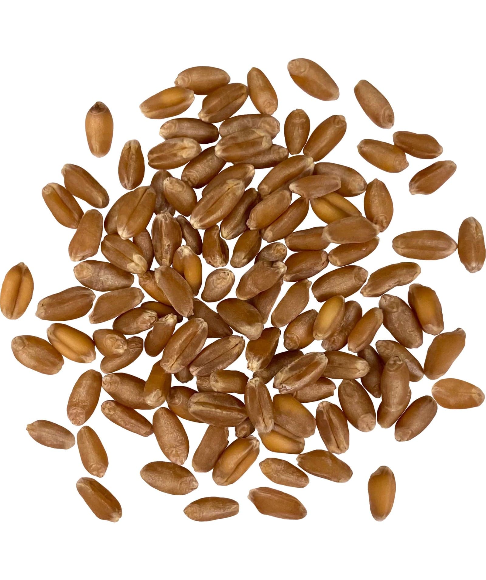 Hard Red Winter Wheat Berries - Value Pack - 10 lb image 2