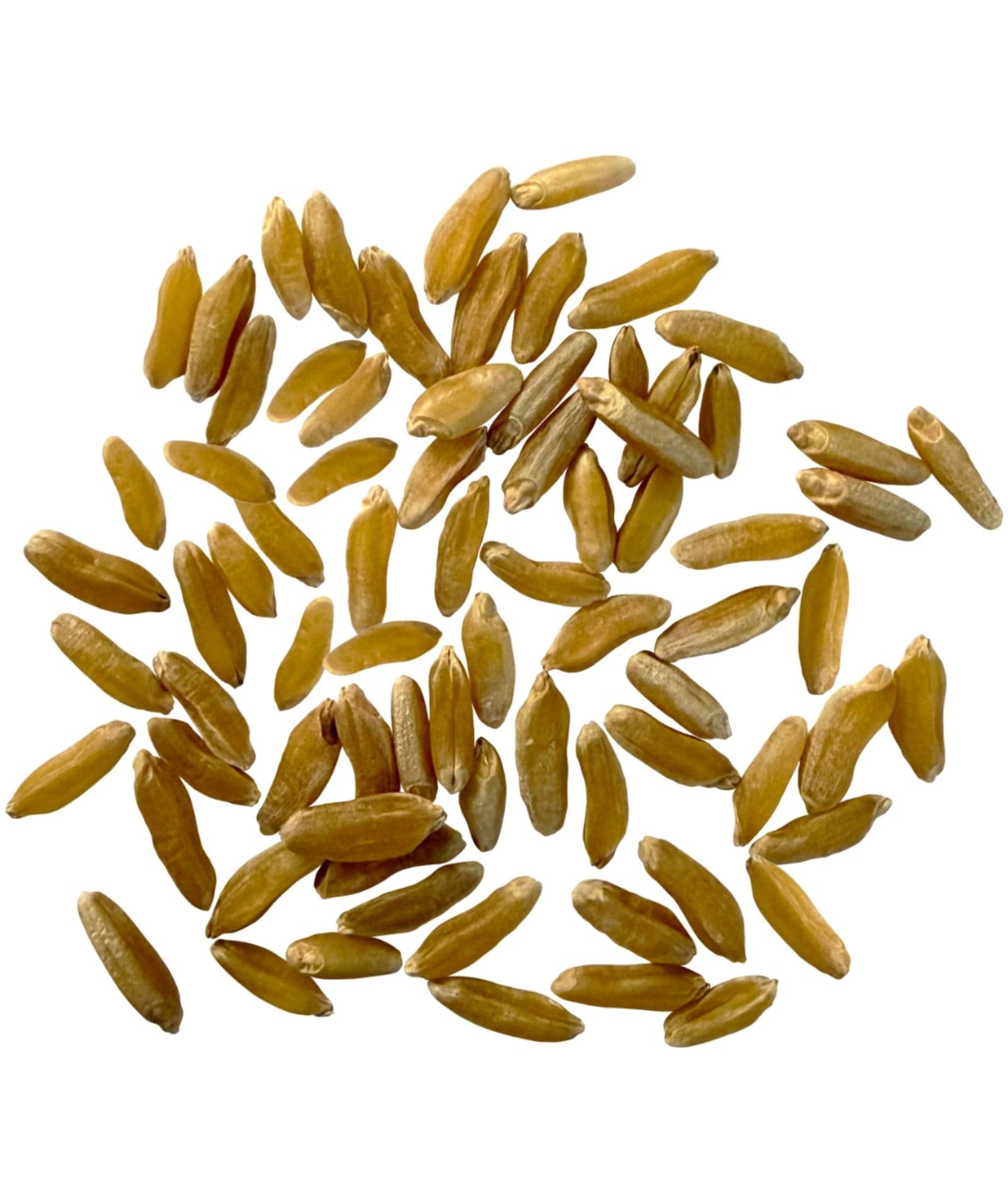 Khorasan Wheat Berries - 4 lb image 2