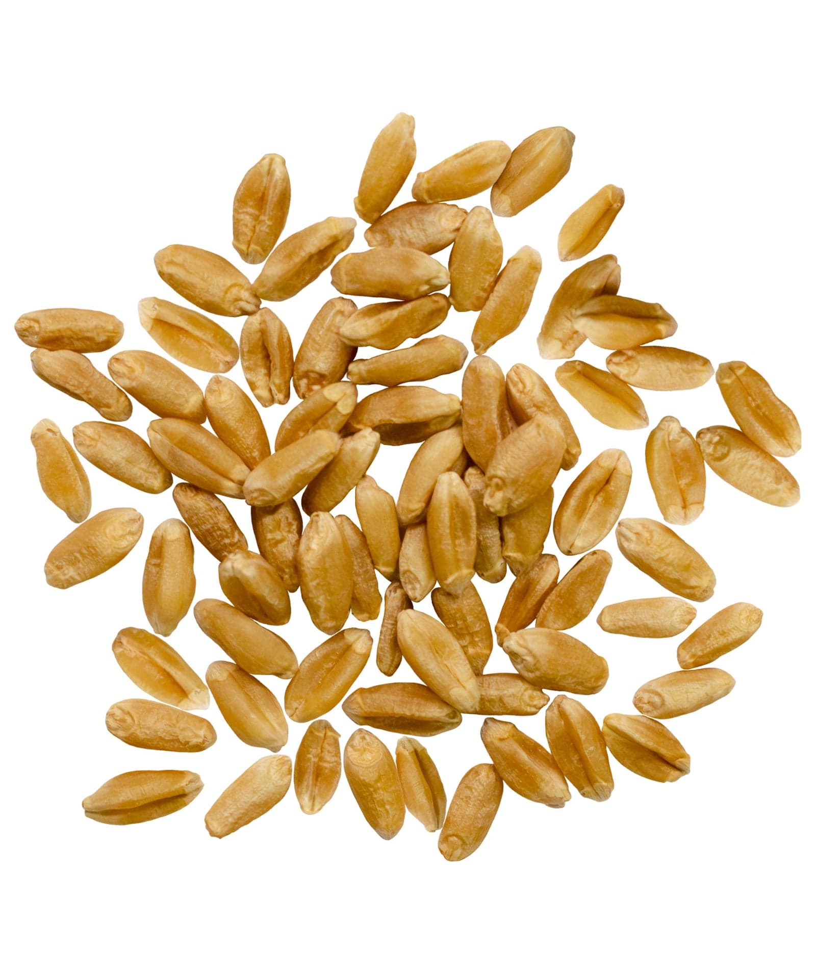 Red Spring Wheat - 5 lb image 2